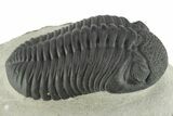 Pedinopariops Trilobite With Fantastic Eyes - Mrakib, Morocco #227315-1